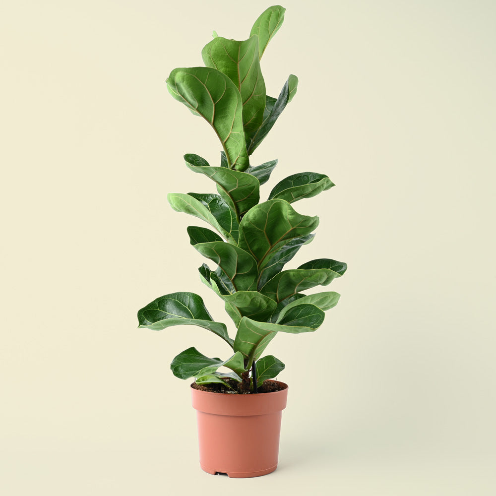 Ficus lyrata Bambino | Fiddle Leaf Fig | 40cm