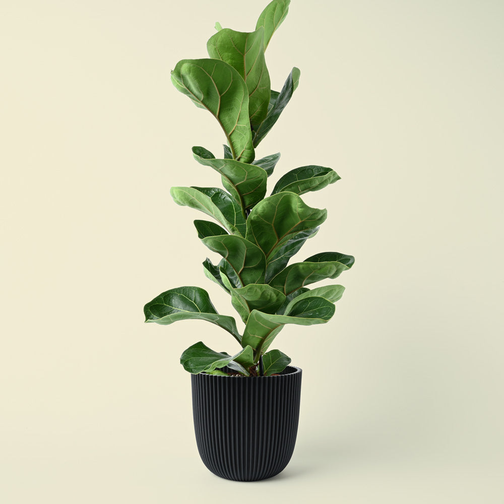 Ficus lyrata Bambino | Fiddle Leaf Fig | 40cm