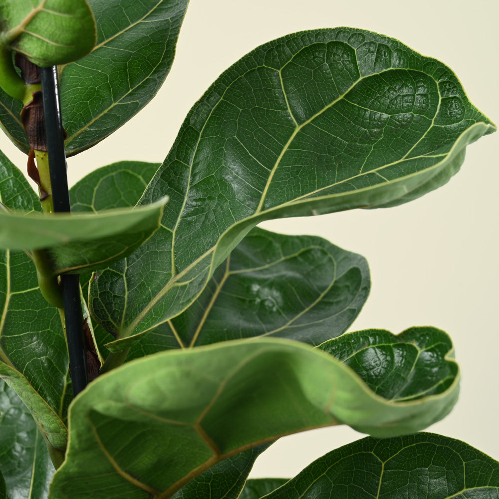 Ficus lyrata Bambino | Fiddle Leaf Fig | 40cm