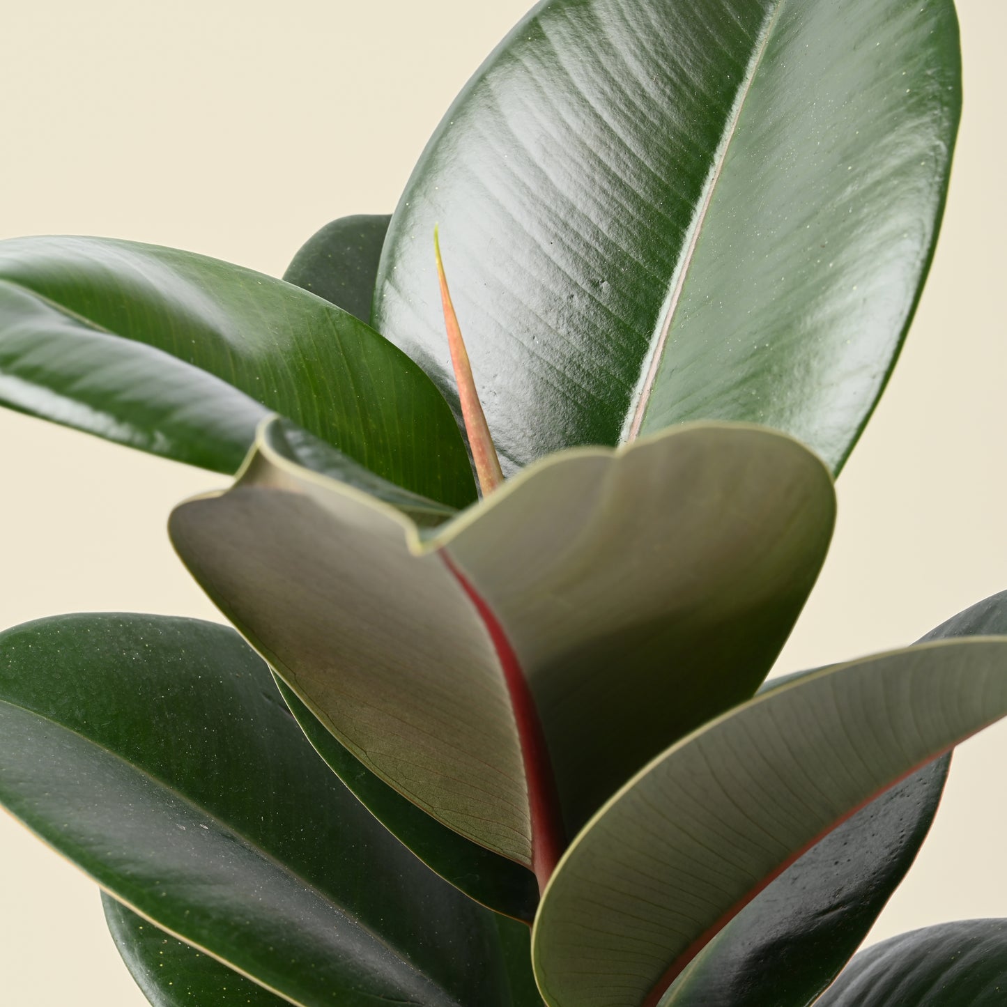 Ficus Elastica | Rubber Plant
