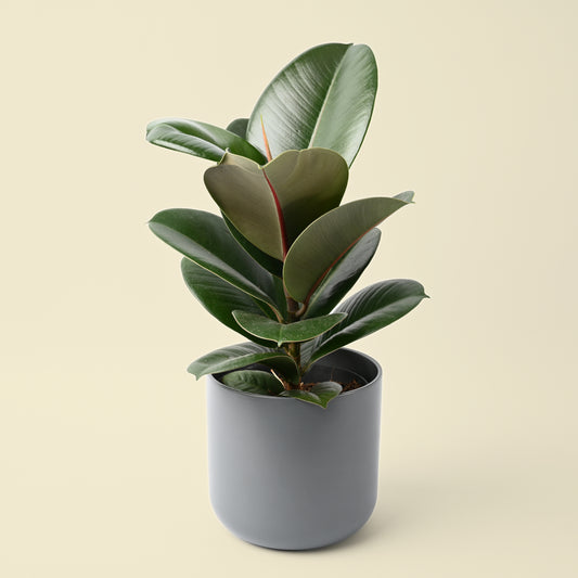 Ficus Elastica | Rubber Plant