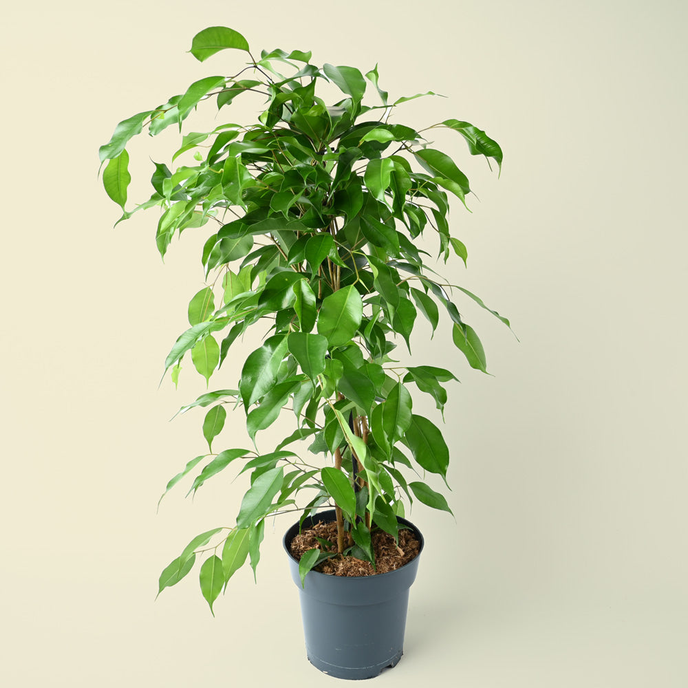 Ficus Benjamina Danita | 70cm