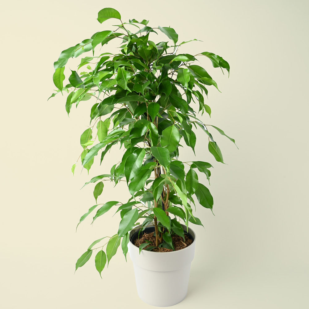 Ficus Benjamina Danita | 70cm