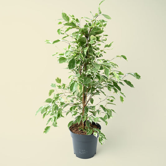 Ficus Benjamina Twilight