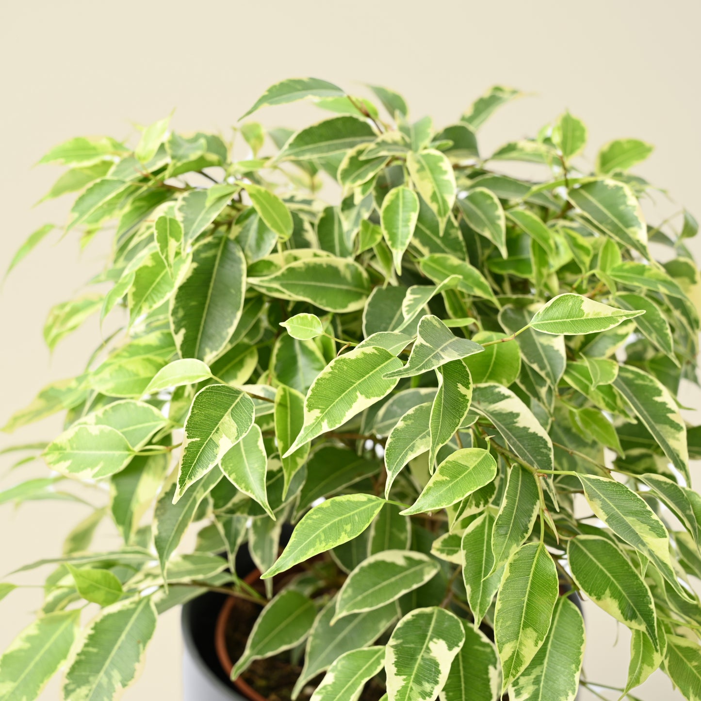 Ficus Benjamina Kinky | Weeping Fig