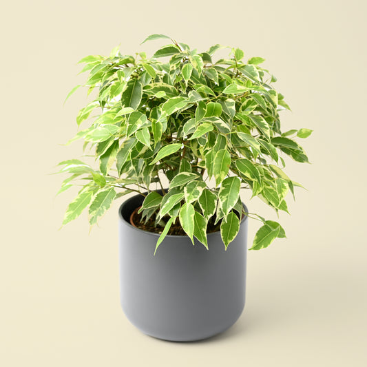 Ficus Benjamina Kinky | Weeping Fig