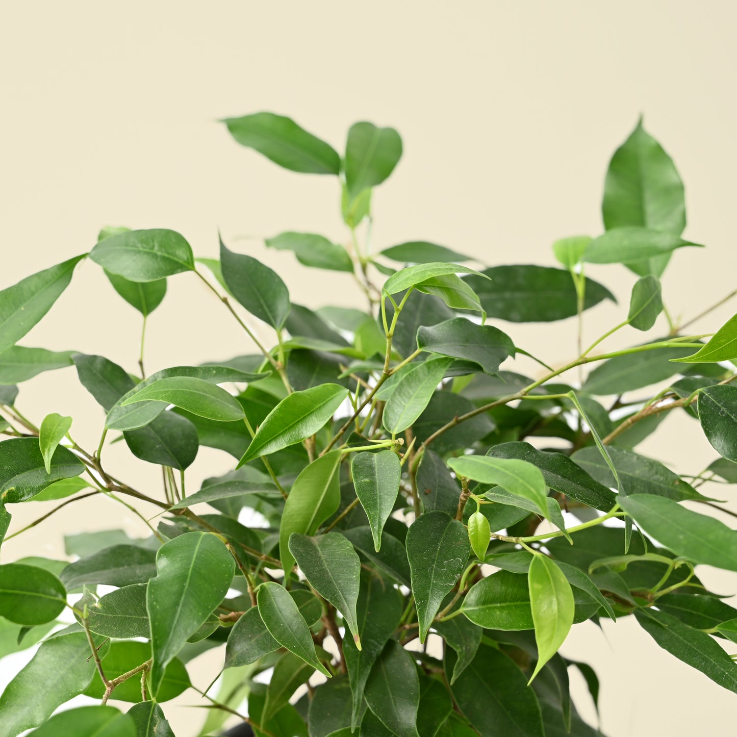 Ficus Benjamina Green Kinky | Weeping Fig