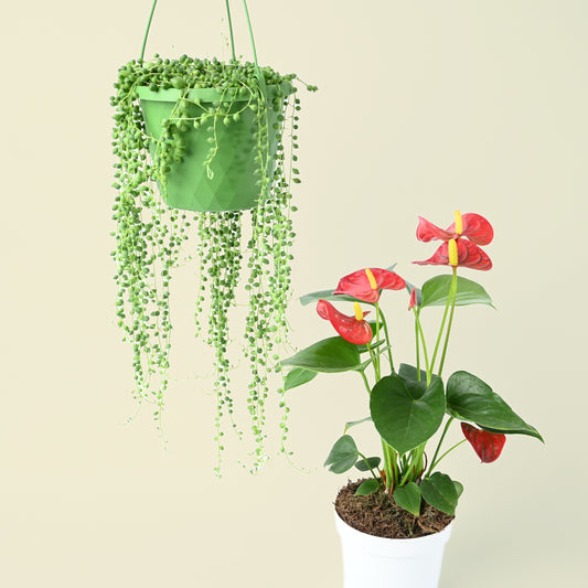 Hardy Plant Duo | Hardy Houseplants