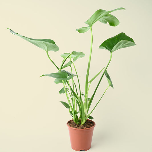 Monstera Deliciosa | Swiss Cheese Plant | 55cm