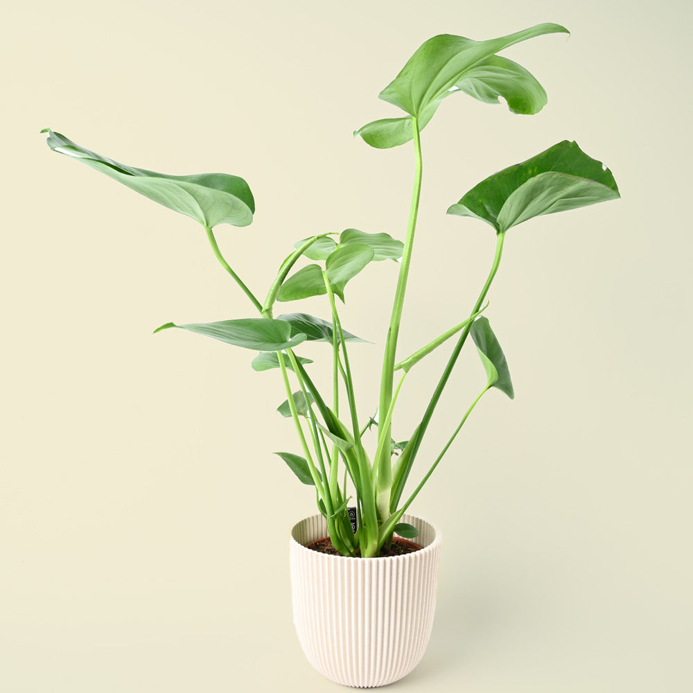 Monstera Deliciosa | Swiss Cheese Plant | 55cm