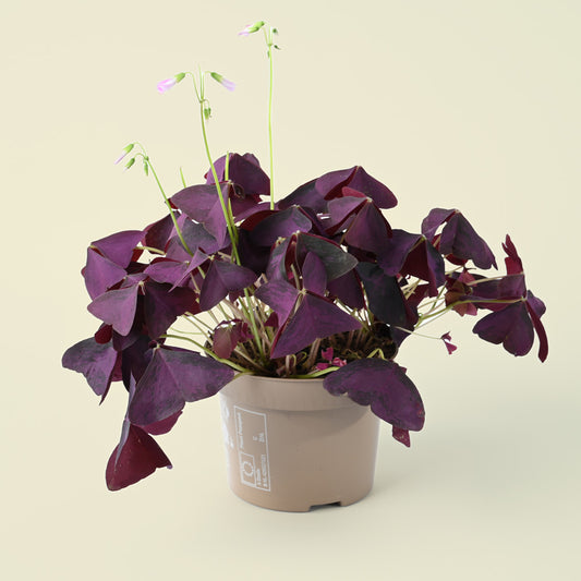 Oxalis Mijke | Purple Shamrock | 20cm