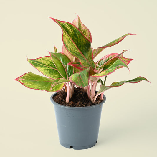 Aglaonema Crete | Red Chinese Evergreen | 35cm