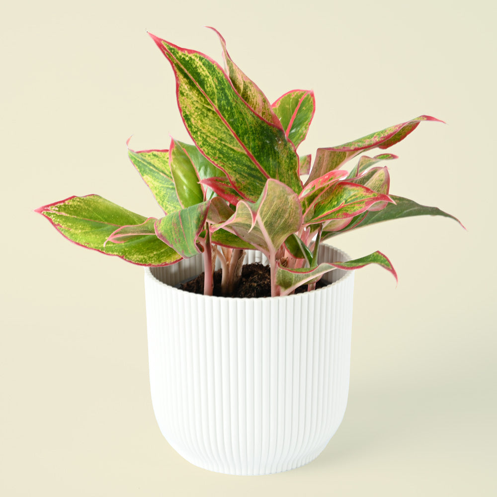 Aglaonema Crete | Red Chinese Evergreen | 35cm