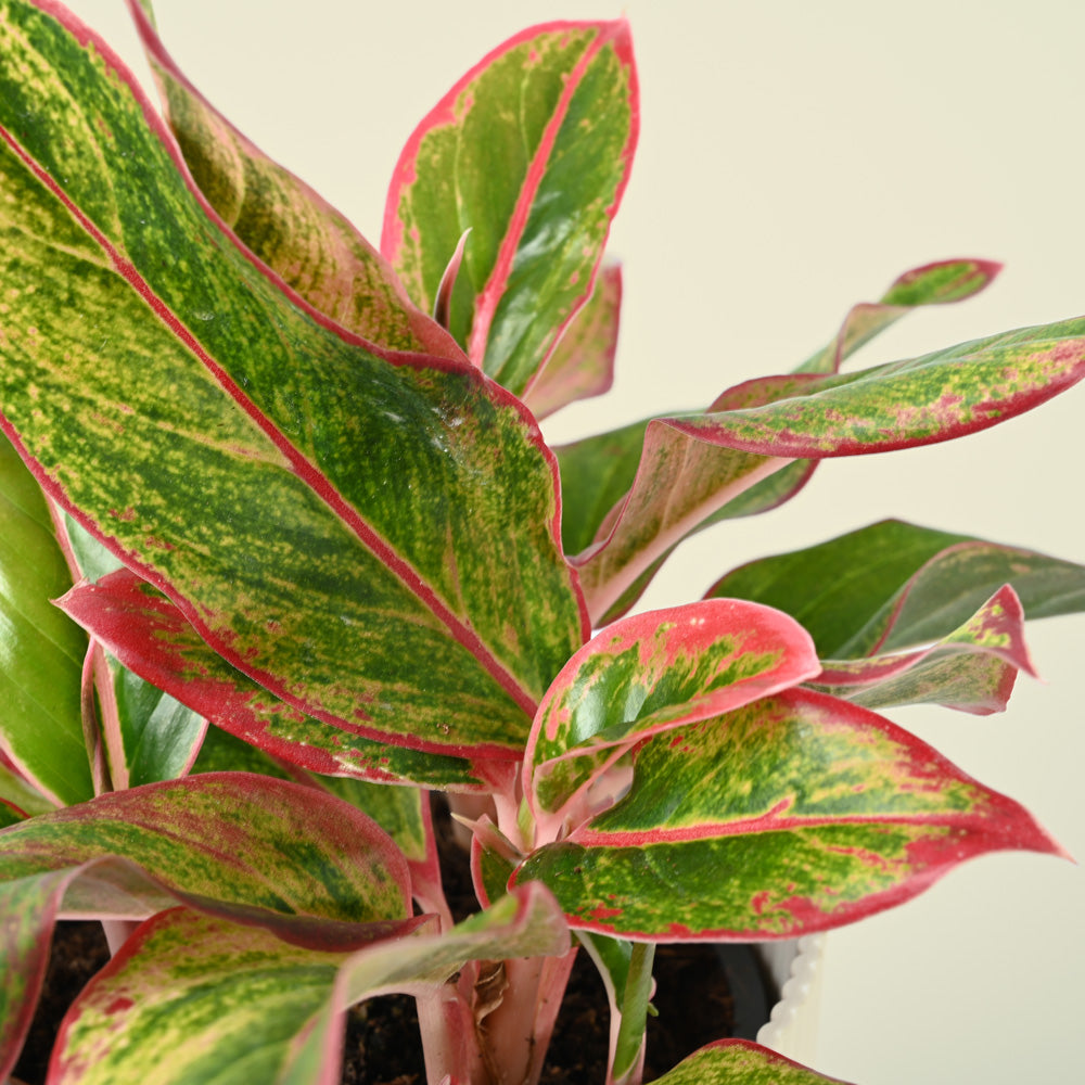 Aglaonema Crete | Red Chinese Evergreen | 35cm