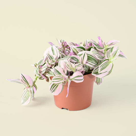 Tradescantia Unicorn | 20cm