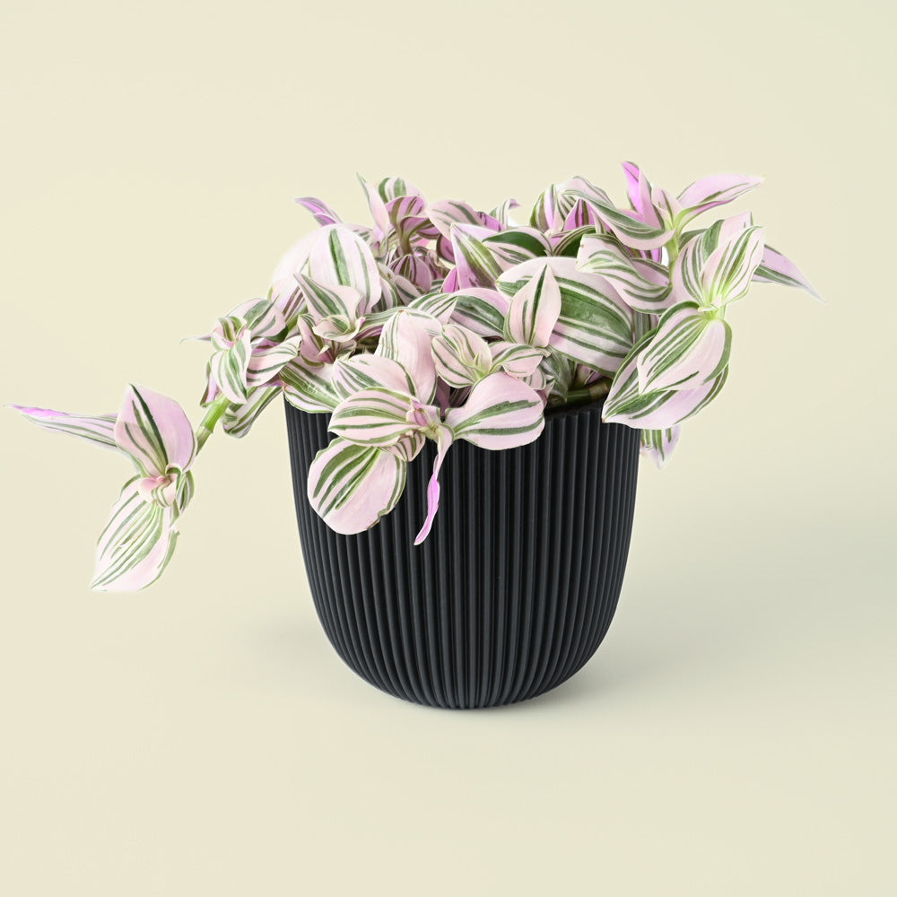 Tradescantia Unicorn | 20cm