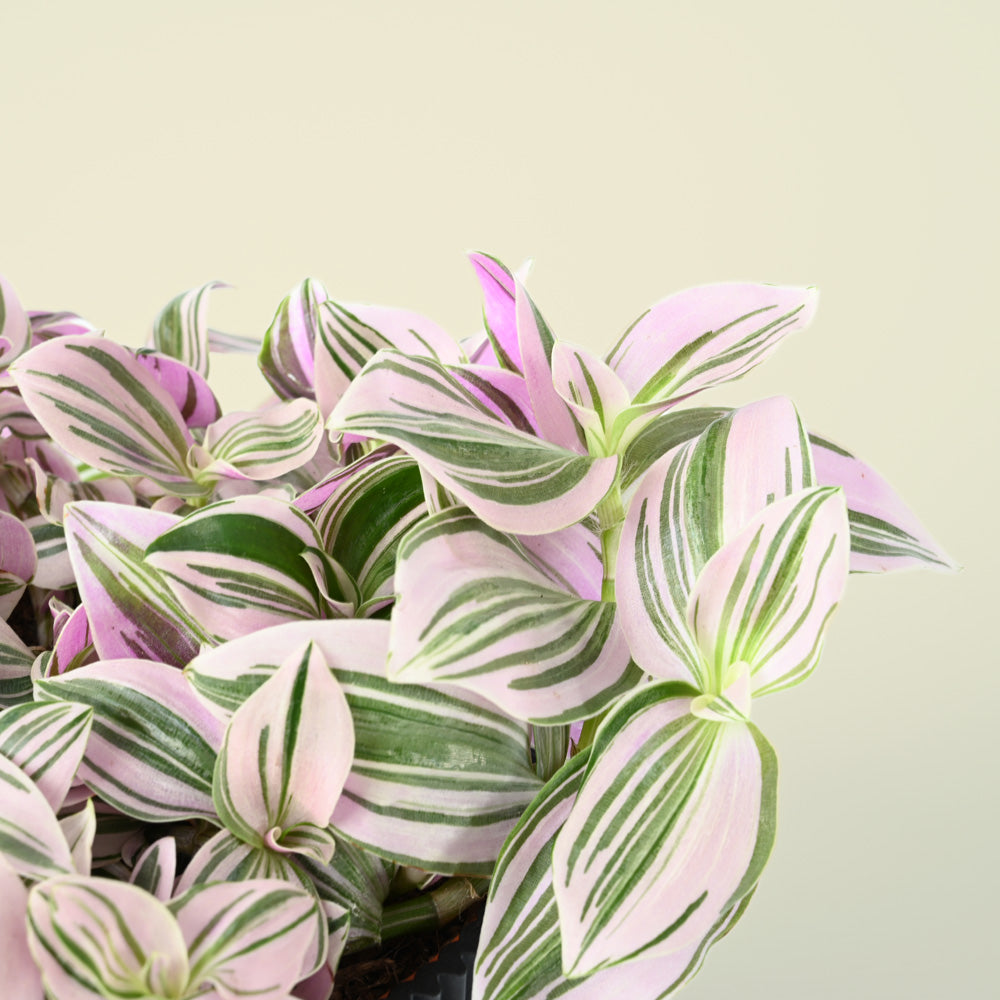 Tradescantia Unicorn | 20cm