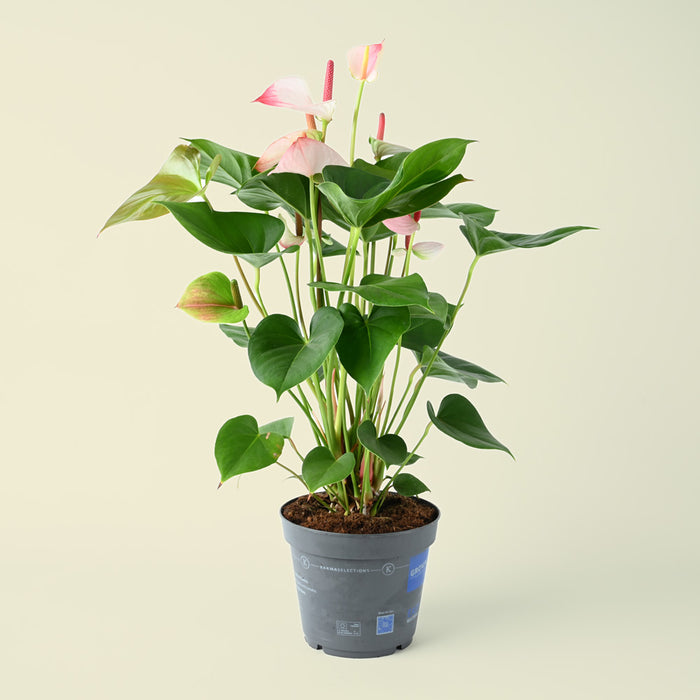 Anthurium Hotlips | Flamingo Flower | 55cm