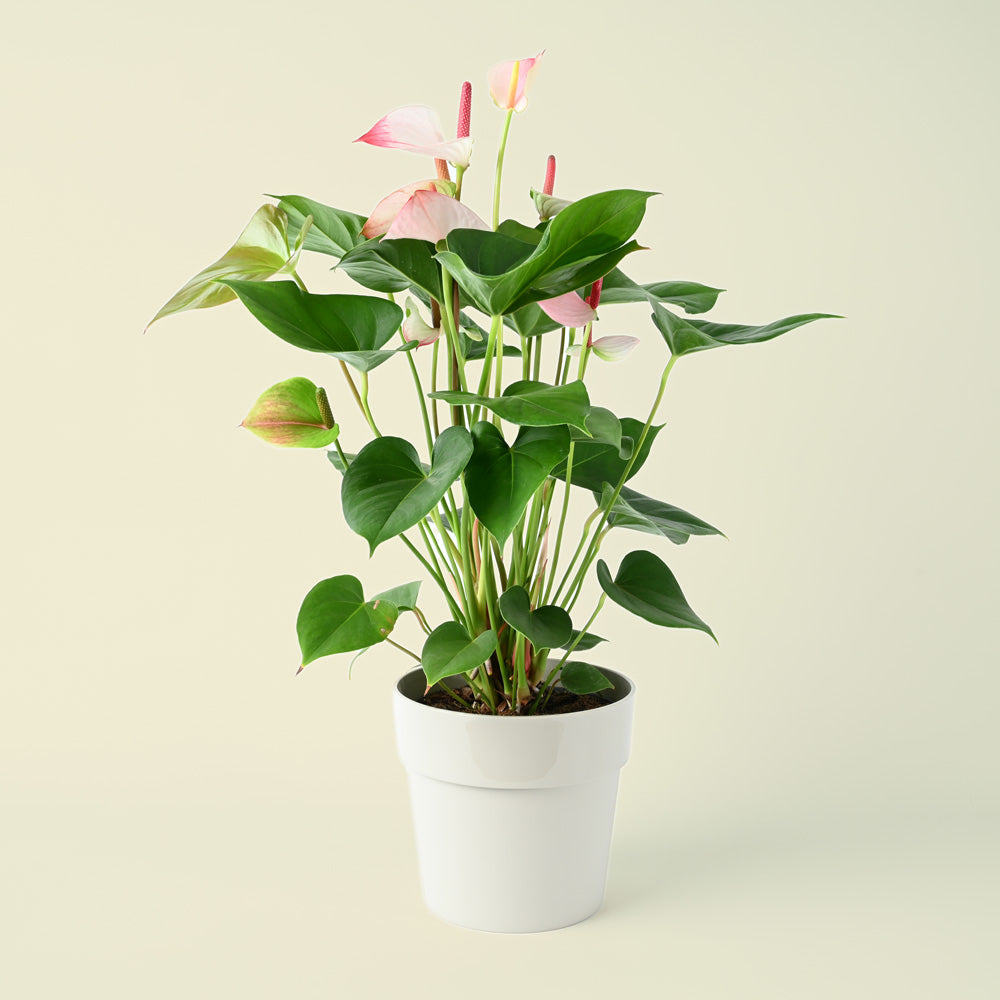 Anthurium Hotlips | Flamingo Flower | 55cm