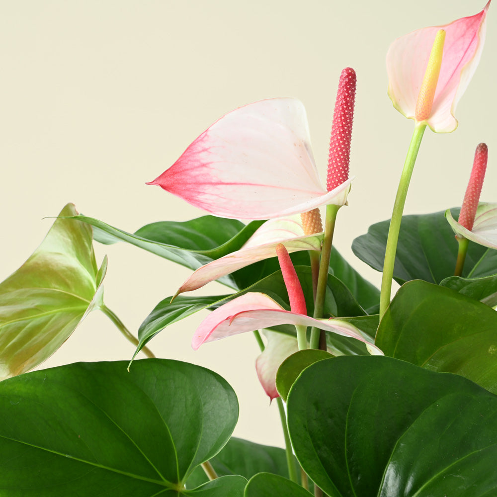 anthurium plant touch leaf and mouth Anthurium Hotlips | Flamingo Flower