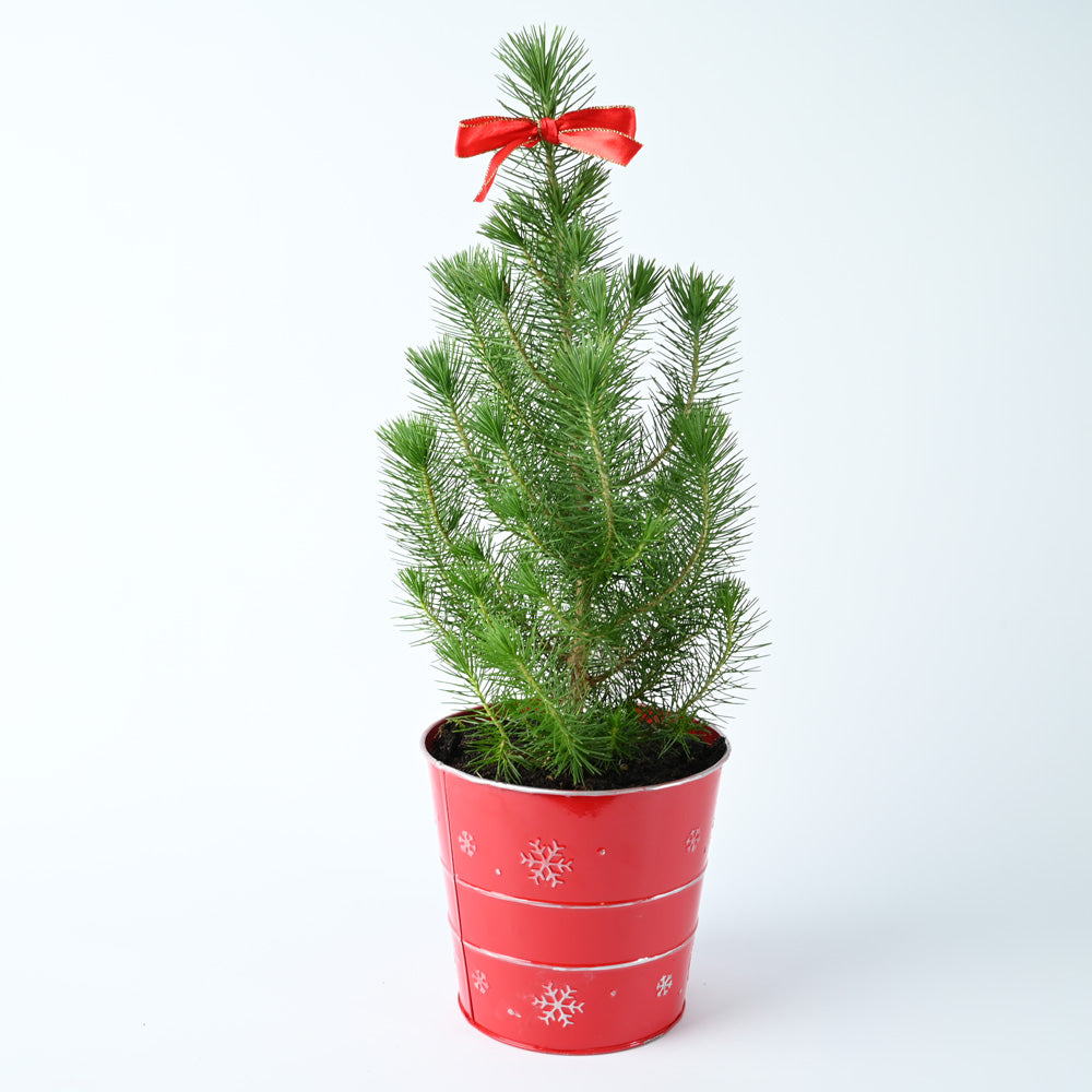 Mini Potted Christmas Tree | Pinus Pinea | With Red Pot | 60cm