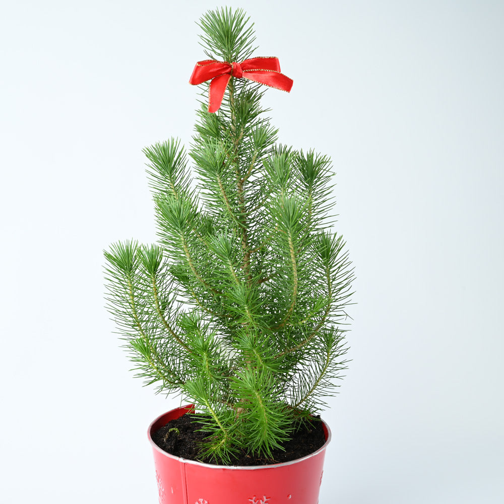 Mini Potted Christmas Tree | Pinus Pinea | With Red Pot | 60cm