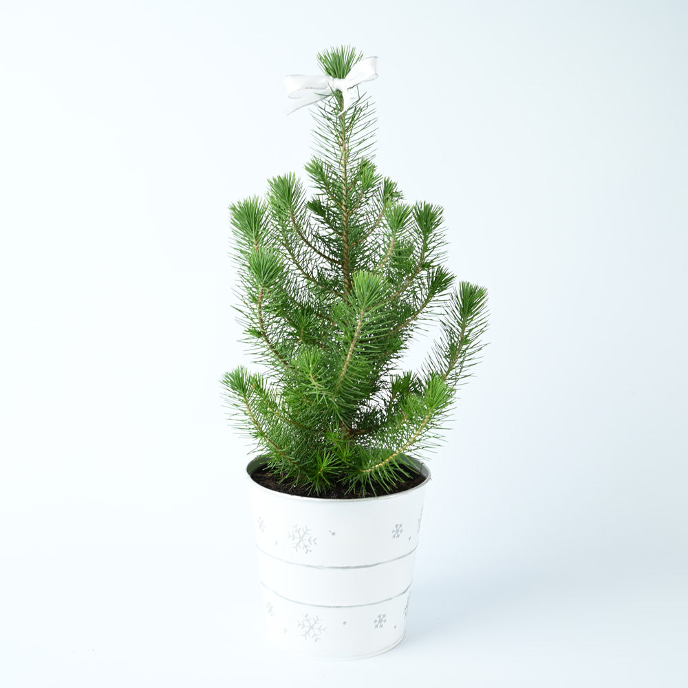 Mini Potted Christmas Tree | Pinus Pinea | With White Pot | 60cm