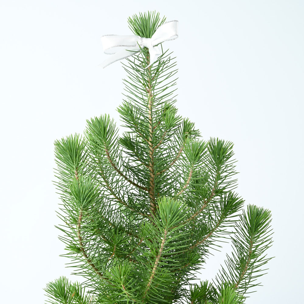 Mini Potted Christmas Tree | Pinus Pinea | With White Pot | 60cm