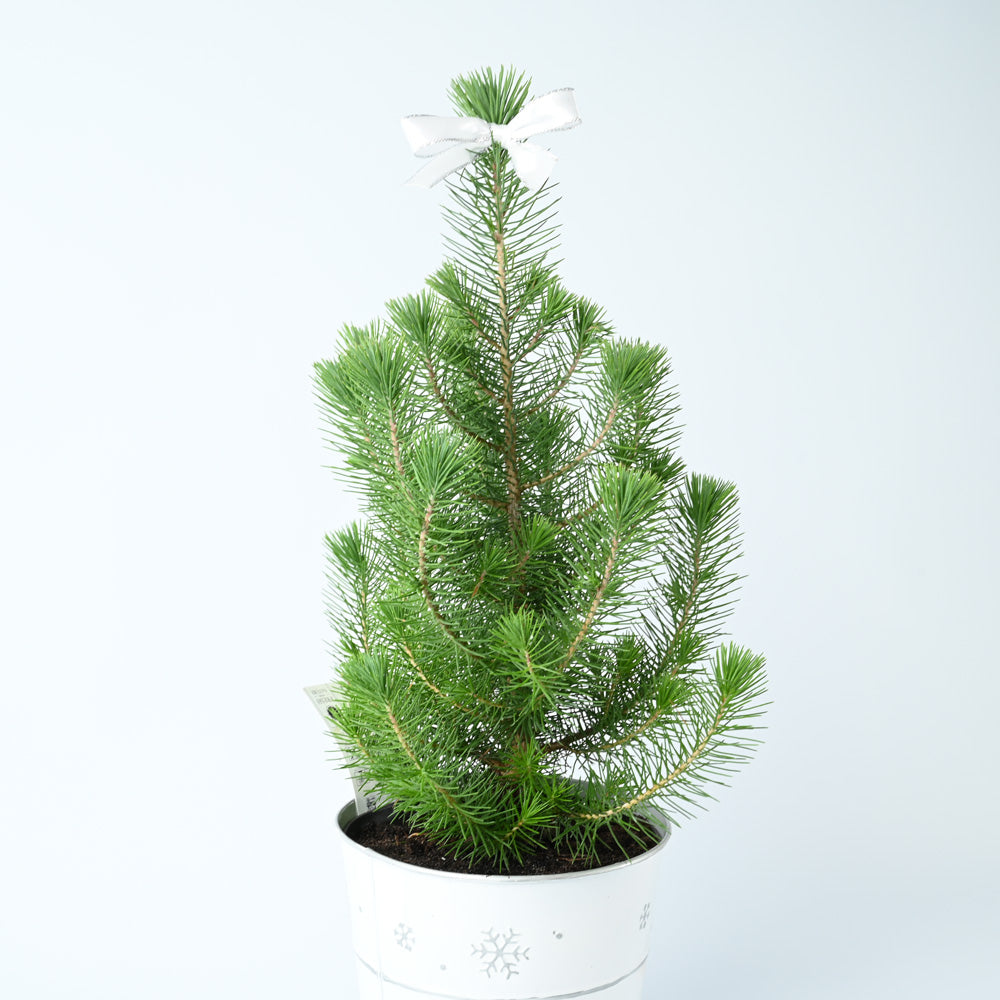 Mini Potted Christmas Tree | Pinus Pinea | With White Pot | 60cm