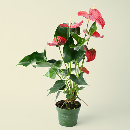 Anthurium andraeanum Red | Flamingo Flower | 40cm