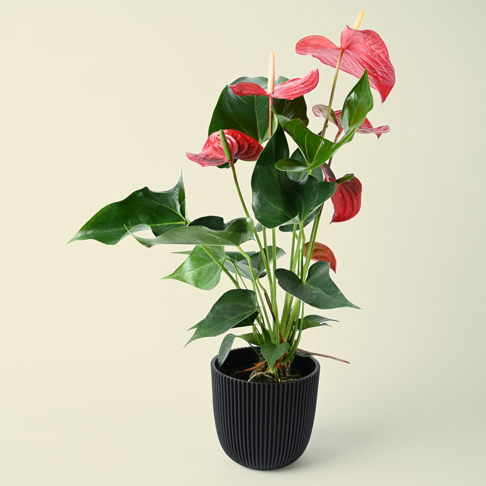 Anthurium andraeanum Red | Flamingo Flower | 40cm