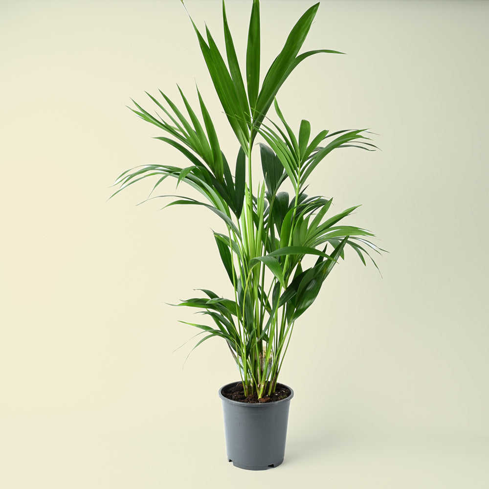 Howea Forsteriana | Kentia Palm | 100cm