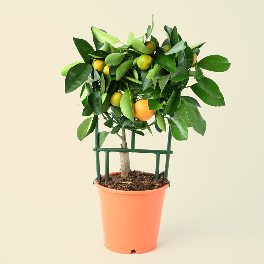 Citrus Citrofortunella Calamondin on Trellis | 25cm