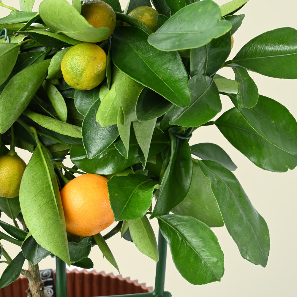 Citrus Citrofortunella Calamondin on Trellis | 25cm