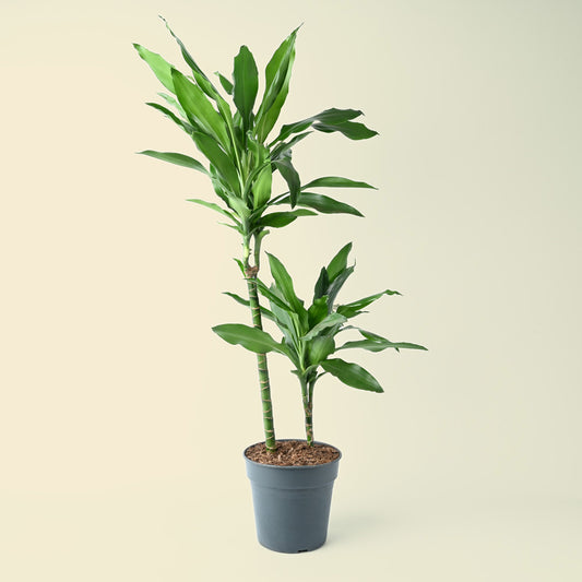 Dracaena Janet Lind | 100cm