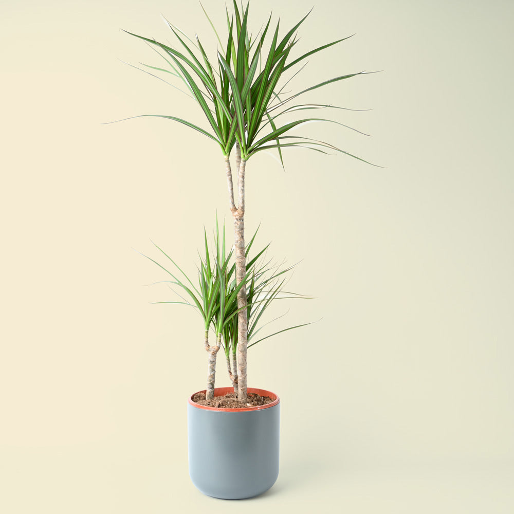 Dracaena Marginata | Dragon Tree | 95cm