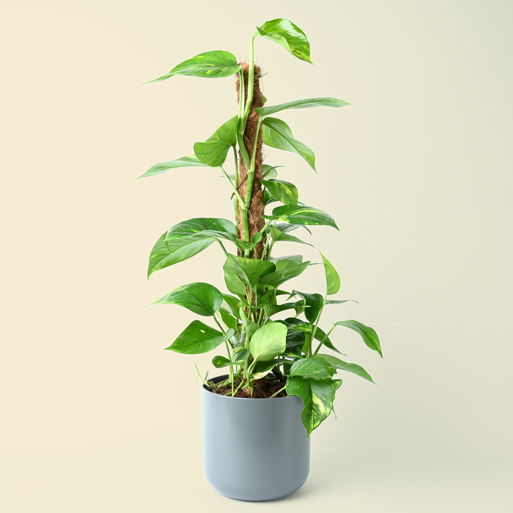 Epipremnum Aureum | Golden Pothos | 80cm