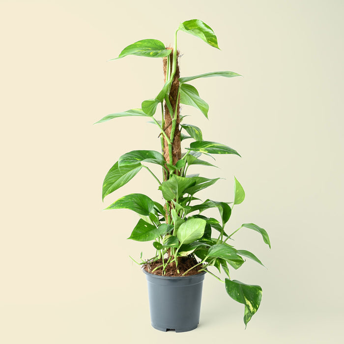 Epipremnum Aureum | Golden Pothos | 80cm