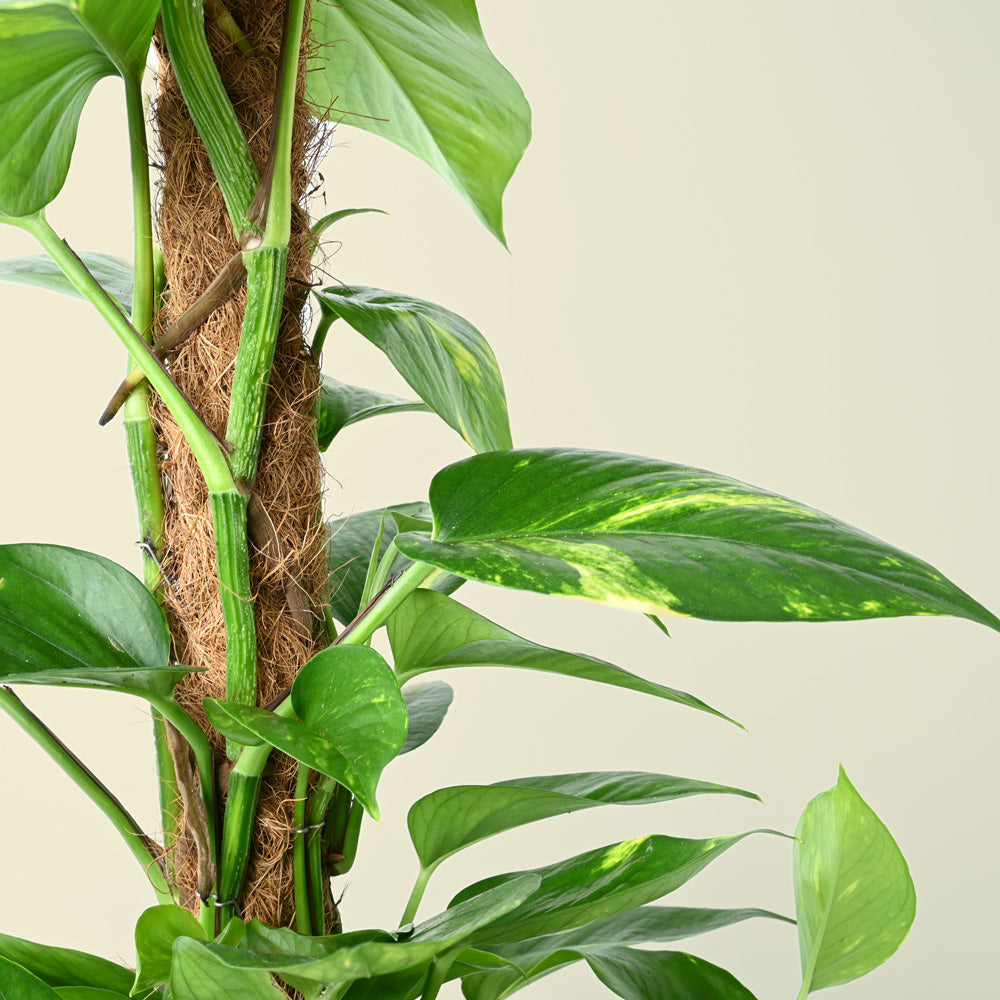 Epipremnum Aureum | Golden Pothos | 80cm