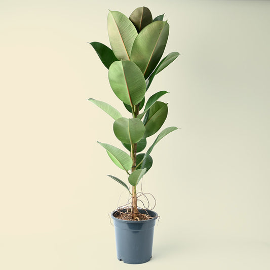 Ficus Elastica Robusta | 95cm