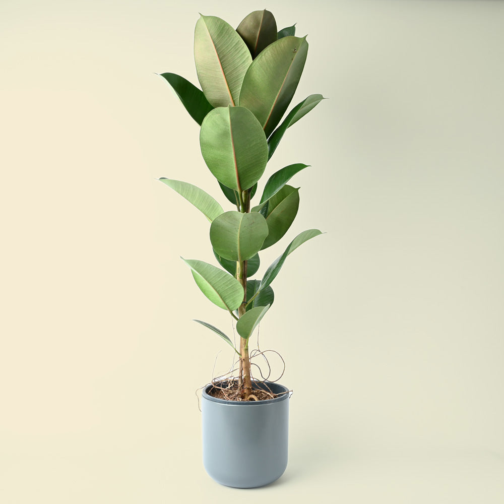 Ficus Elastica Robusta | 95cm