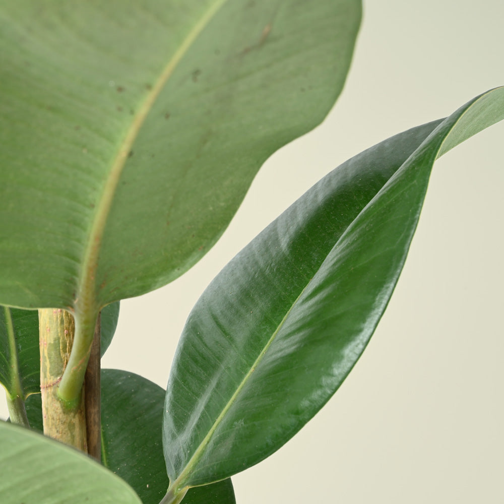 Ficus Elastica Robusta | 95cm