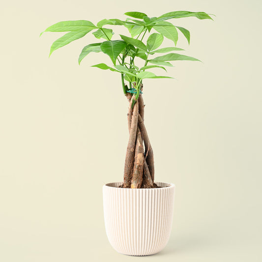 Pachira aquatica | Money Tree | 45cm