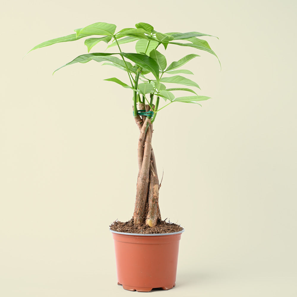 Pachira aquatica | Money Tree | 45cm