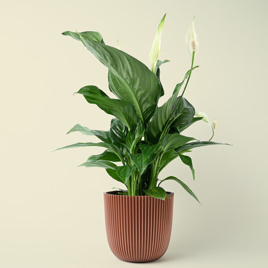 Spathiphyllum | Peace Lily | 50cm