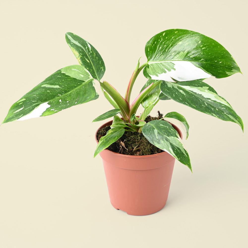 Philodendron White Princess | 25cm