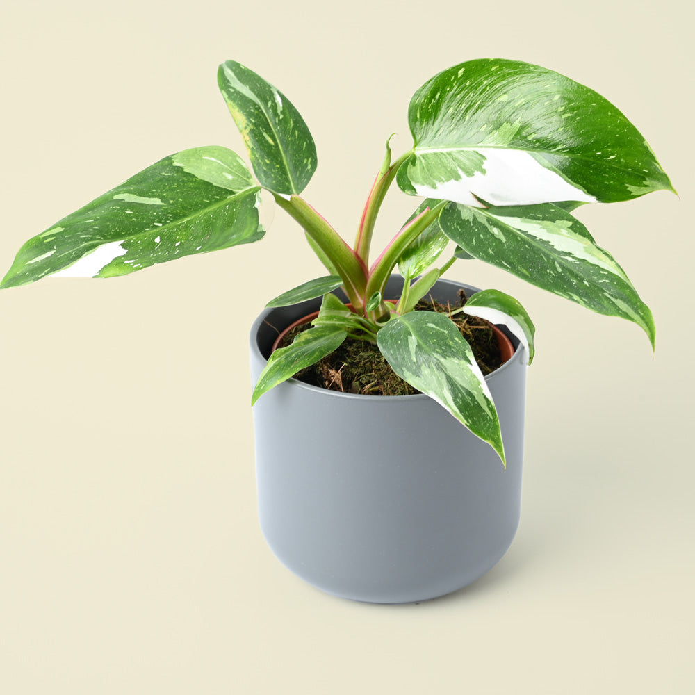 Philodendron White Princess | 25cm