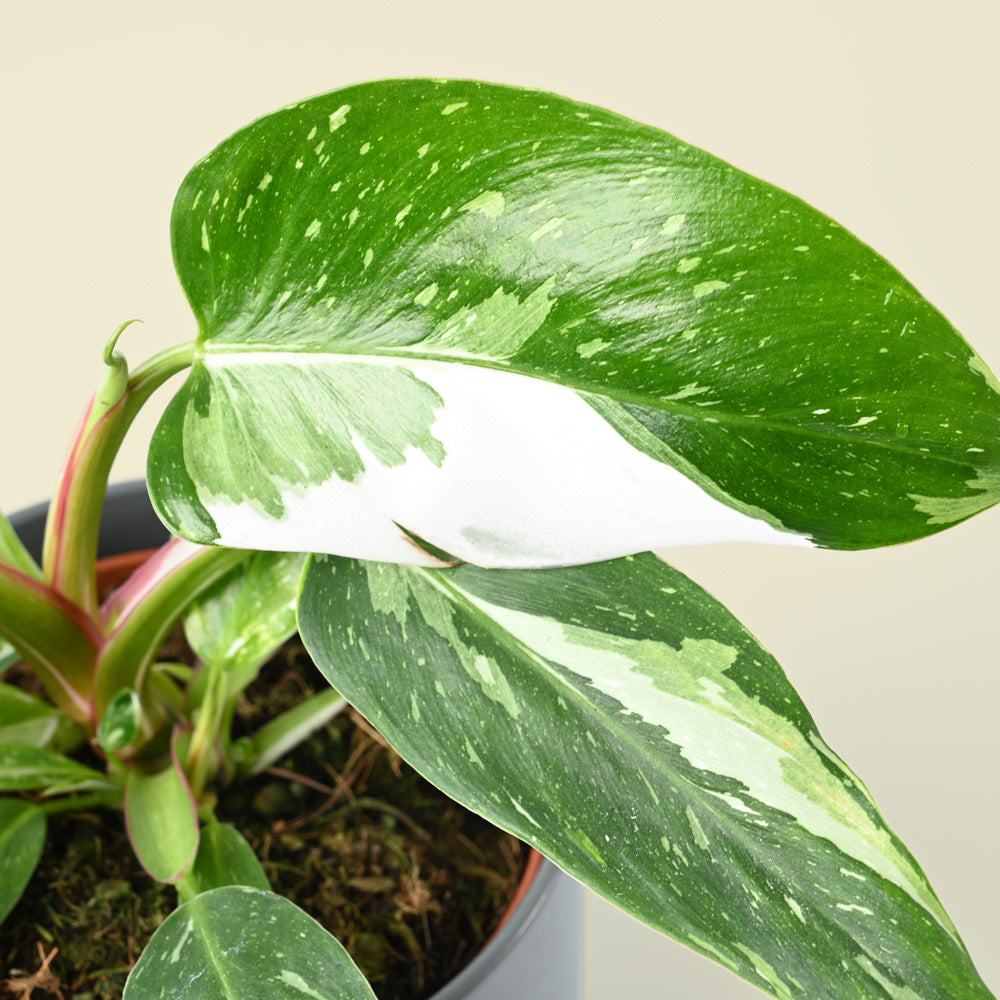 Philodendron White Princess | 25cm