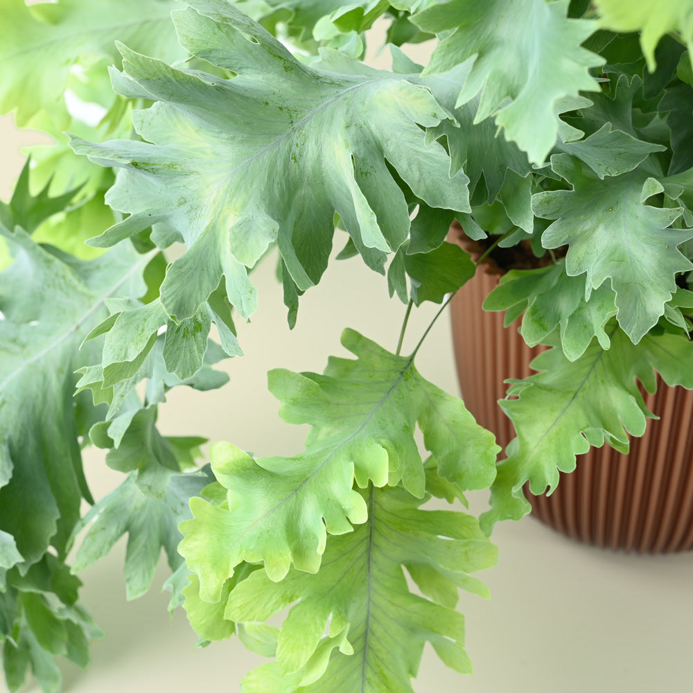 Golden Polypody Fern