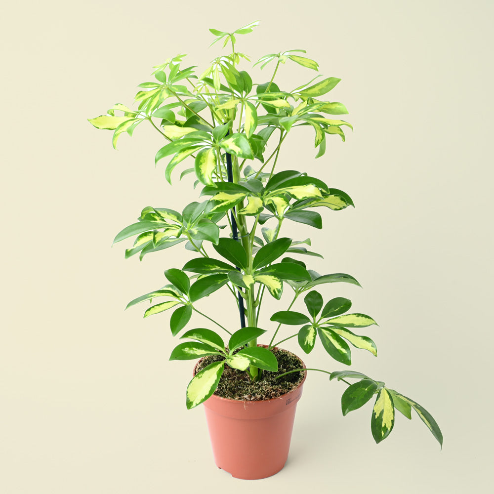 Variegated Umbrella Plant | 45cm